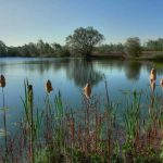 Lake at spring