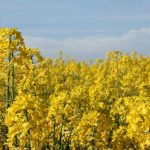 Oil Seed Rape flowers