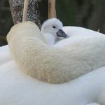 Cygnet