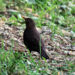 Female blackbird