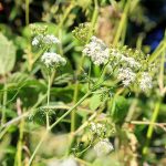 Cow Parsley