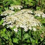 Common Hogweed