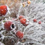 Winter rose berries at the reserve