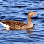 Greylag Goose