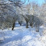 Nature Reserve in the winter