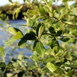 Goat Willow