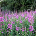 Rosebay willowherb