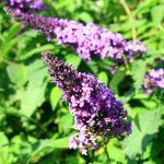 Butterfly Bush