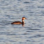 Great Crested Grebe