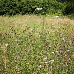 The wildflower meadow