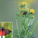 Caterpillars of the Cinnabar moth