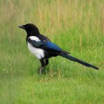 Magpie