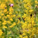 Lady's Bedstraw