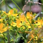 St John's Wort