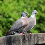 Two Wood Pigeons