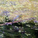 Emperor Dragonfly