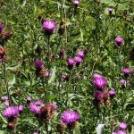 Knapweed flowers