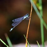 Blue-tailed Damselfly