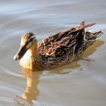 Female Mallard Duck