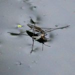 Common pond skater