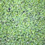 Duckweed