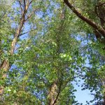 Beech trees