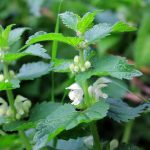 White Dead Nettle