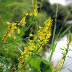 Flowers of Yellow Sweet Clover