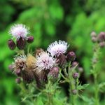 Creeping thistle