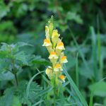 Wild flower - Common toadflax