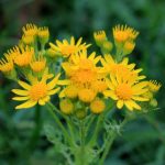 Flowers of Common Ragwort