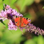 Peacock Butterfly