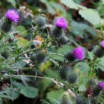 Spear thistle