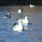 Black-headed gulls