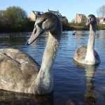 Young Swans