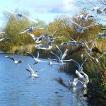 Seagulls in the reserve