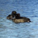 Tufted duck