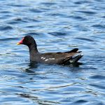 Moorhen