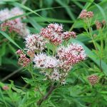 Hemp-agrimony