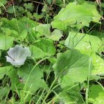 Coltsfoot