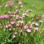 Common centaury