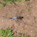 Broad-bodied chaser dragonfly