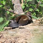 Young Moorhen